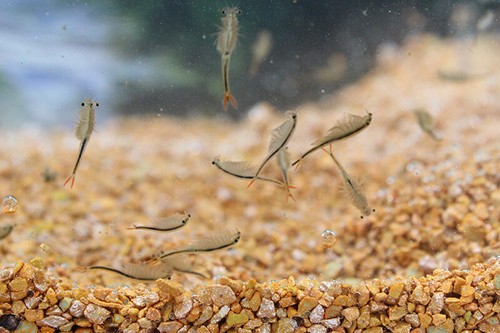 Feenkrebse streptocephalus - feenkrebse,