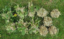 Bio Wiesenheukugel / Heuball für Zwergkaninchen & Co 