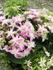 Hortensie mit gefüllter