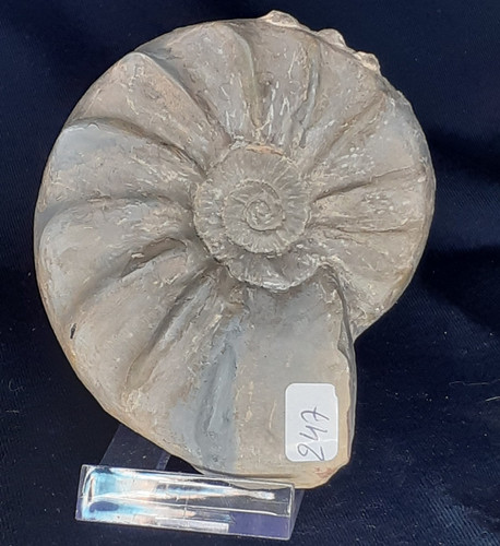 Ammonit ceratites compressus - ammonit,