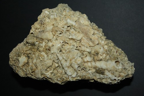 Turritella fossile schnecken - turritella,