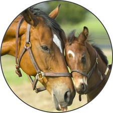 NEU Pferd Stute Fohlen