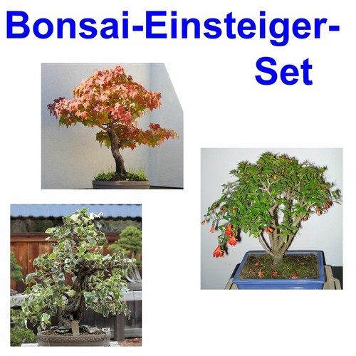 Samen super zimmer bonsai - samen,