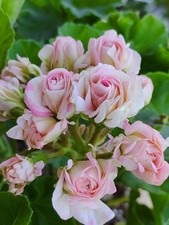 Pelargonie JU Royal Bride