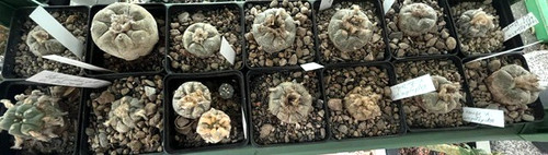 Ariocarpus kaktus willi - 16,