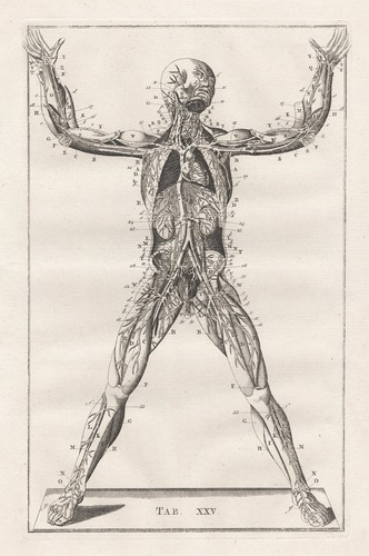 Menschliches skelett skeleton - menschliches,