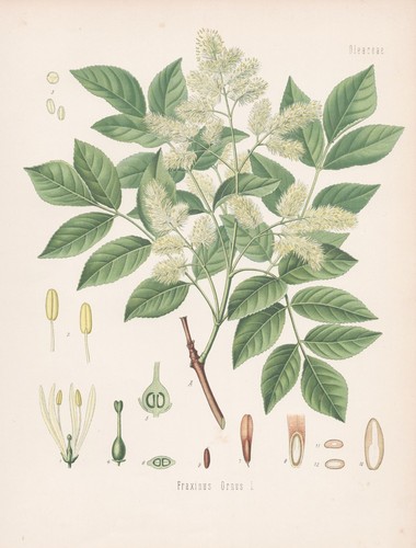 Fraxinus ornus manna esche - ornus, manna-esche