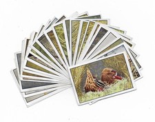 Greiling - Wer kennt die Vögel der deutschen Heimat - 27 verschiedene Bilder