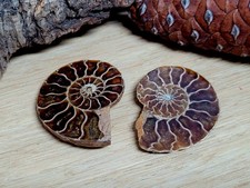 Ammonit klein 3cm  Fossil