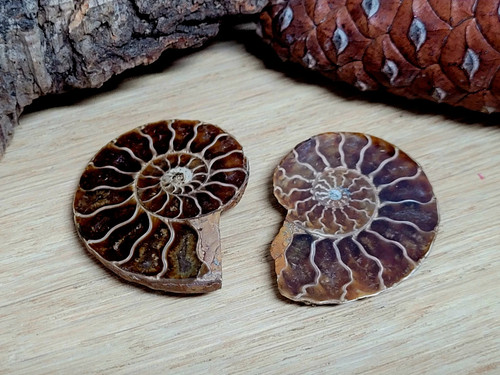 Ammonit klein 3cm fossil - klein,