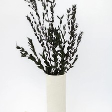 Getrockneter Eukalyptus