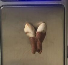 1 Paar Grandeln, Hirschgrandeln für Jagdschmuck