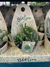 Crassula Compacta ca20cm Lebe Bio Glücksbaum Zimmerpflanze Geldbaum pflegeleicht