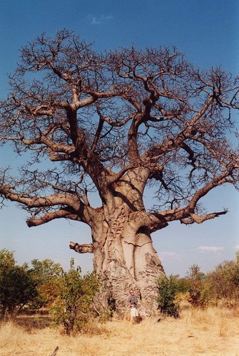 Baobab samen stk - baobab,