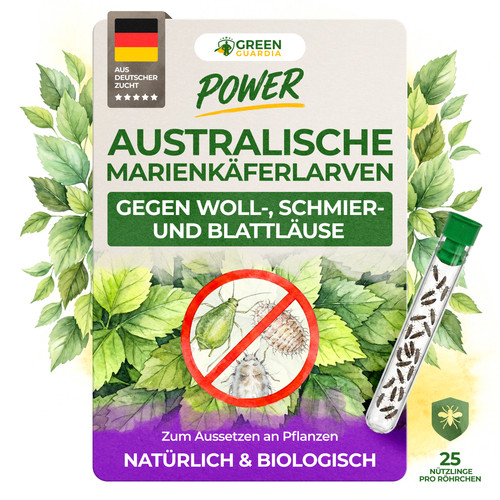 Australische