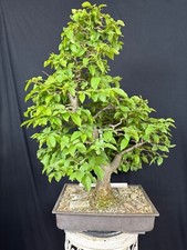 Hainbuche Bonsai Prebonsai