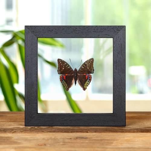 Grüner baron schmetterling - baron, im