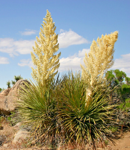 Gute samen yucca outdoor - gute,