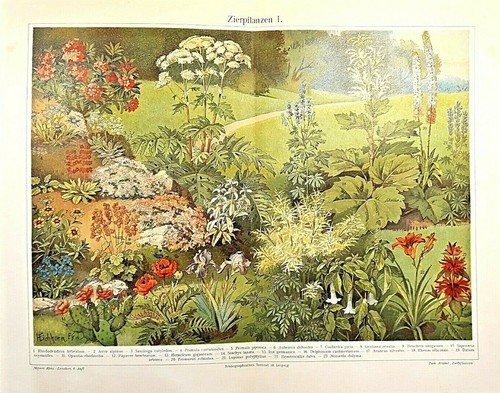Alte litographie zierpflanzen - alte,