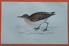 LITTLE STINT  Zwergstrandläufer  Lithographie 1860 F. O.  Morris Ornithologie