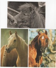 2/521 MINI SAMMLUNG PFERDE ARABISCHES VOLLBLUT usw.