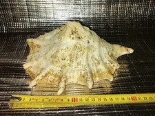 Teufelskralle Muschel Schnecke Riesenmuschel XL groß ca 23cm