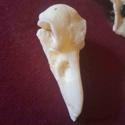 Rabenschädel replik - rabenschädel,