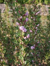 Purpur Ginster - Cytisus