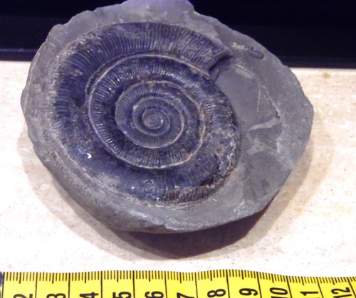 Fossilien ammonit - fossilien,