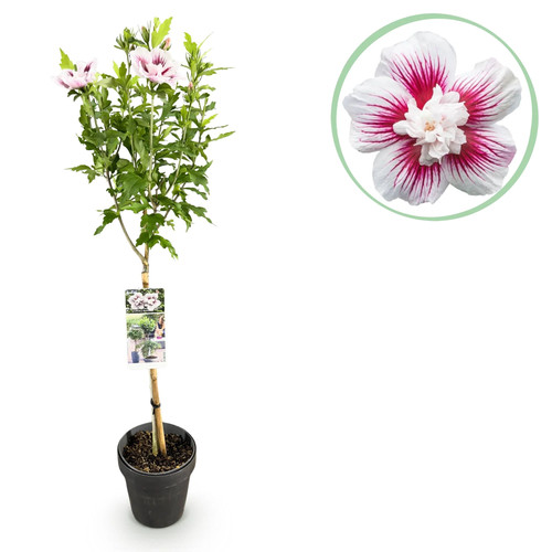 Gartenpflanze hibiscus - gartenpflanze,
