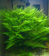 Taxiphyllum sp. Spiky Moss Aquarienmoos Aquarienpflanze Aquascapig Nano Aquarium