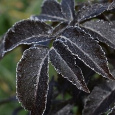 Black Beauty®  rotblättriger