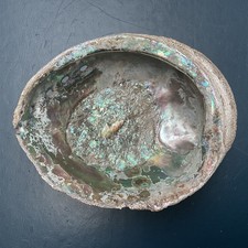 XL Abalone Muschel 17cm