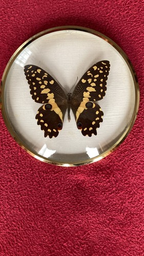 Papilio demodocus afrika - papilio,