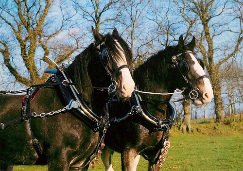 Jersey shire horse farm - horse,