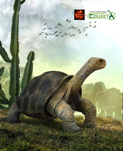 Pinta island schildkröte - pinta,