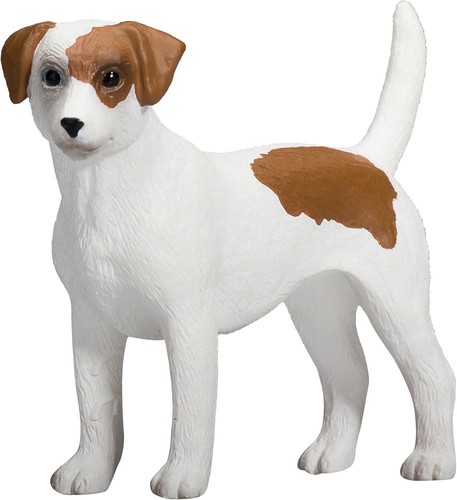 Jack russell terrier - jack,