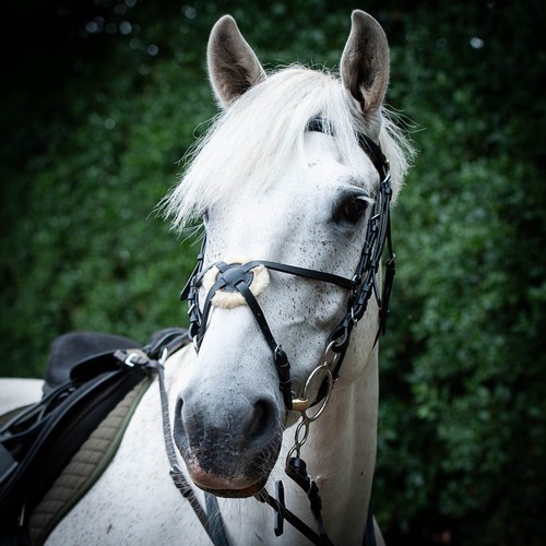 Galopp leder grackle - leder, trense