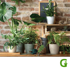 Modern Living Matt Wheels Blumentopf Blumenübertopf mit Rollen 30 | 35 | 40 cm