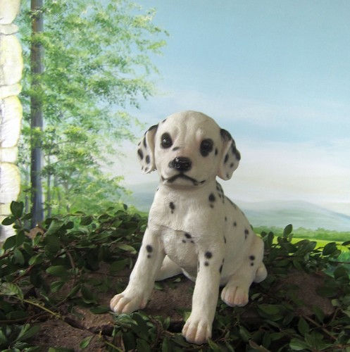 Dalmatiner welpe cm hund - dalmatiner,