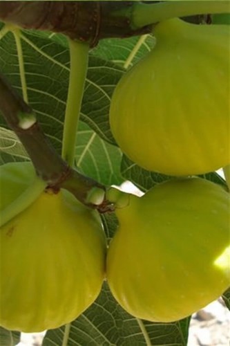 Feigenbaum gelbe - feigenbaum, „gelbe