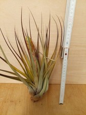 Tillandsia fasciculata