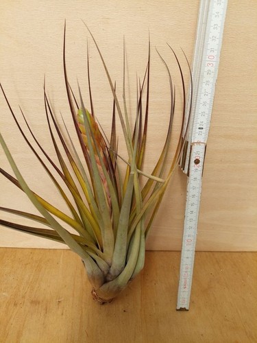 Tillandsia fasciculata