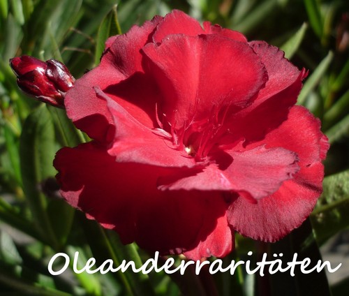 Oleander stecklinge rubis - ,