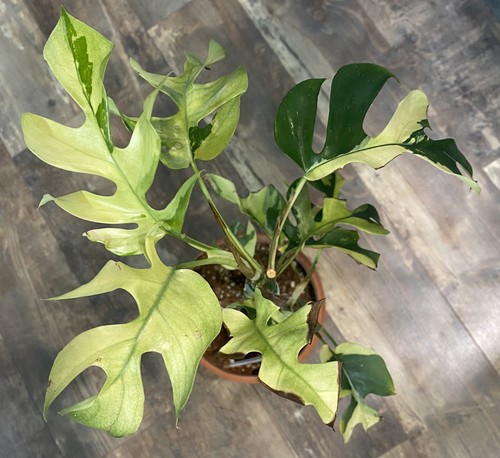 Mutterpflanze raphidophora - mutterpflanze,
