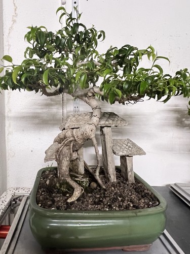 Bonsai ficus benjamin - ficus,