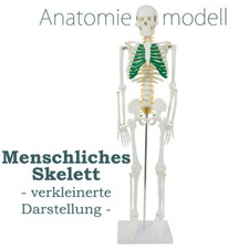Anatomie Modell Skelett