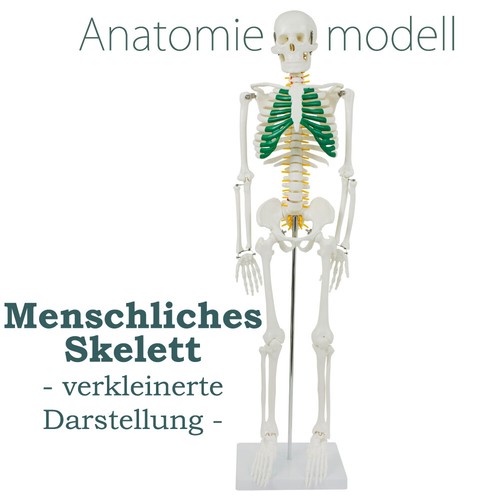 Anatomie modell skelett - anatomie,