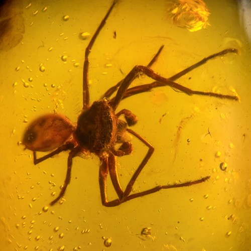 Spinne burmesisch burmit - spinne, in