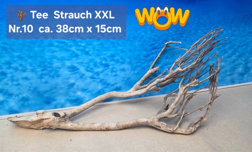Xxl tee strauch - 🪴,